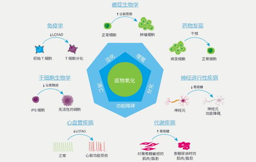 全新安捷倫Seahorse XF底物氧化壓力測試產(chǎn)品 推動自然科學(xué)研究與試驗發(fā)展